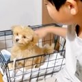 『大きくならない』…