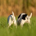 犬の『お尻』からわ…