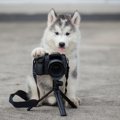 犬を撮影できる写真…