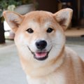 犬が飼い主にする『…