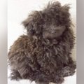 ボサボサの子犬が『…