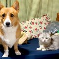 『猫にチューして』…