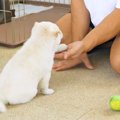 3匹の赤ちゃん犬に『…