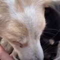 野良犬家族３世代が…