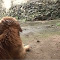 飼い主さんの命を救…