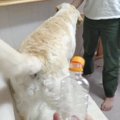 成功なるか？ワンち…