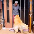 大型犬が『大好きな…