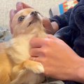 『ご飯を食べたいパ…