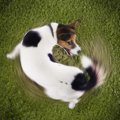 犬が自分のしっぽを…