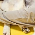夜、雷に怯える大型…