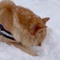 北海道犬が遊び疲れ…