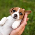 犬を飼ったら絶対に…