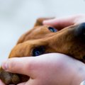 犬にNGな『アイコン…