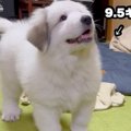 かわいらしい超大型…