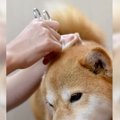 柴犬の耳掃除の仕方…