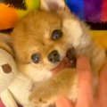 『たぬき顔の赤ちゃ…