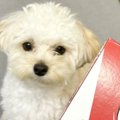 初めて『犬用ピザ』…
