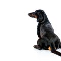 犬が『お尻歩き』を…