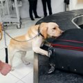 アメリカの空港で安…
