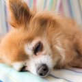 犬が突然死（急死）…