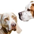 犬が顔を背けるとき…