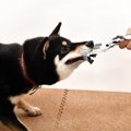 犬に対して『大声を…