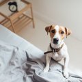 犬が飼い主と一緒に…