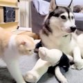 大型犬に育てられた…