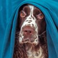 愛犬はどう？「ビビ…