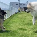 『ヘヘッ…』超大型犬…