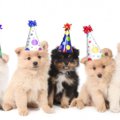 【犬の日割】毎月11…