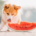 犬にとって危険な『…
