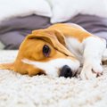 犬のてんかんに効く…