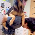 大型犬をおんぶして…