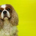 犬の目ヤニ放置はNG…