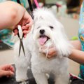 犬の毛が伸びすぎる…