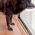 ママが里帰り中、寂…