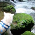 秋田犬ゆうきくん、…