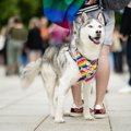 犬を『お祭り』に連…