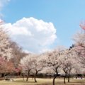 犬と楽しめる春のイ…