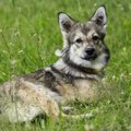 これを知ってたら犬…