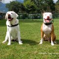 犬の興奮を制御して…