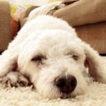 年老いた犬にしては…