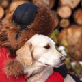 犬にすべきではない…