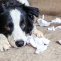 犬が『悲しそうに鳴…