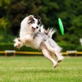 あなたの愛犬はどう…