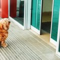 犬は飼い主が亡くな…