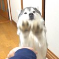 犬に"おて"…