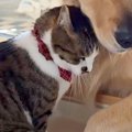 猫が『大型犬に恋を…