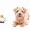 犬に餅を与えても大…